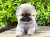 Yavru Pomeranian
