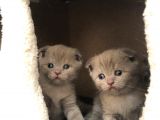 1 Erkek 1 Dişi Scottish Fold Yavrular 1 Aylık