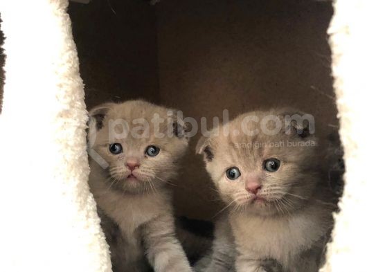 1 Erkek 1 Dişi Scottish Fold Yavrular 1 Aylık