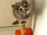 Chinchilla Ve Scotty Karışımı Yavru Kedi