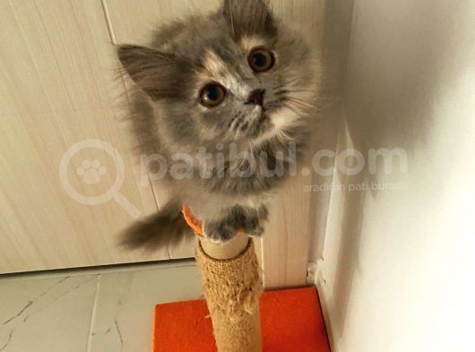 Chinchilla Ve Scotty Karışımı Yavru Kedi görsel