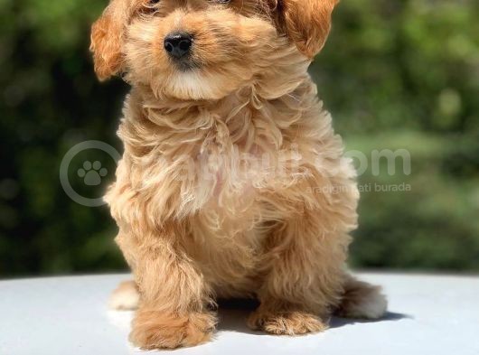 2.5 Aylık Dişi Maltipoo görsel