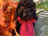 Micro Chipli Pasaportlu Toy Poodle Bebek Siyah İnci