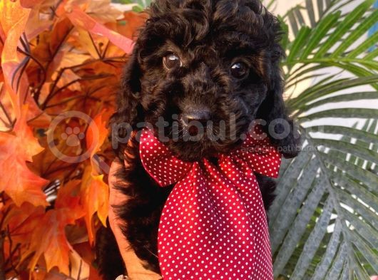 Micro Chipli Pasaportlu Toy Poodle Bebek Siyah İnci görsel