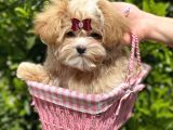 Gerçek Malti̇poo Dişi