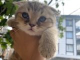 Scottish Fold Erkek Yavrumu Sahiplendiriyorum