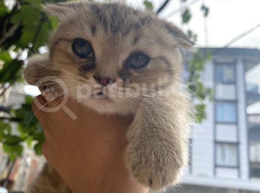 Scottish Fold Erkek Yavrumu Sahiplendiriyorum görsel