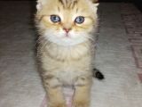 Scottish Fold Erkek Yavrumu Sahiplendiriyorum