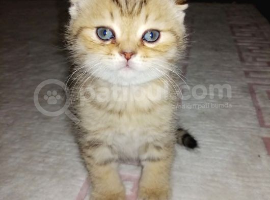 Scottish Fold Erkek Yavrumu Sahiplendiriyorum