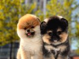 Boss Ve Lora Teddybear Pomeranian Boo Yavrularımız