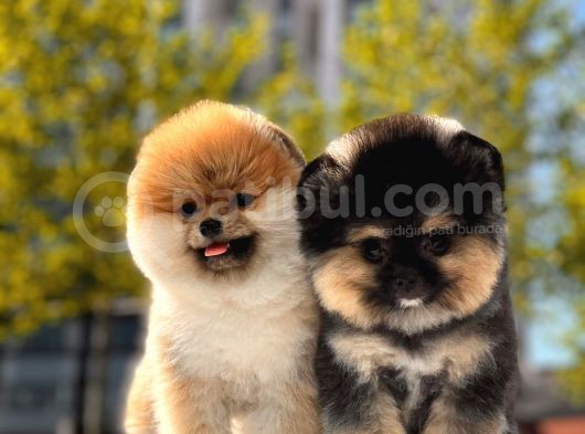 Boss Ve Lora Teddybear Pomeranian Boo Yavrularımız görsel