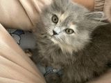 Chinchilla Ve Scotty Karışımı Yavru Kedi