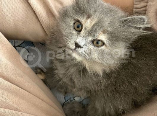 Chinchilla Ve Scotty Karışımı Yavru Kedi