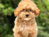 2.5 Aylık Dişi Maltipoo