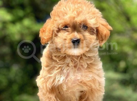 2.5 Aylık Dişi Maltipoo