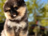 Boss Ve Lora Teddybear Pomeranian Boo Yavrularımız