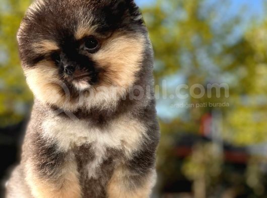 Boss Ve Lora Teddybear Pomeranian Boo Yavrularımız görsel