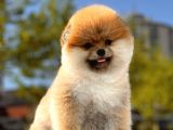 Boss Ve Lora Teddybear Pomeranian Boo Yavrularımız
