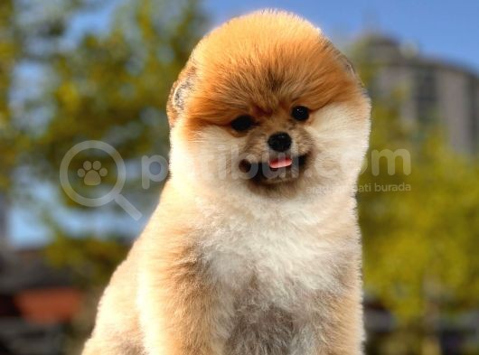 Boss Ve Lora Teddybear Pomeranian Boo Yavrularımız görsel