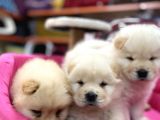 Beyaz Chow Chow Show Kalite