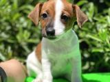 Kısa Bacak Jack Russel (Dişi&Erkek)