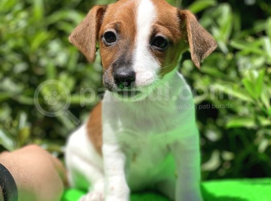 Kısa Bacak Jack Russel (Dişi&Erkek) görsel