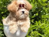 Gerçek Malti̇poo Dişi
