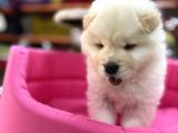 Beyaz Chow Chow Show Kalite