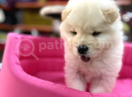 Beyaz Chow Chow Show Kalite görsel