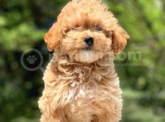 2.5 Aylık Dişi Maltipoo görsel