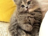 Chinchilla Ve Scotty Karışımı Yavru Kedi