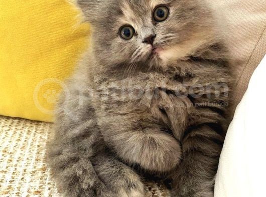 Chinchilla Ve Scotty Karışımı Yavru Kedi görsel