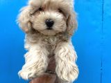 Güzeller Güzeli Maltipoo Kızımız :)