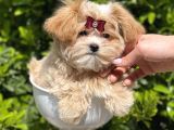 Gerçek Malti̇poo Dişi
