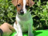 Kısa Bacak Jack Russel (Dişi&Erkek)