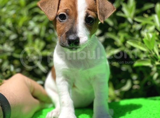 Kısa Bacak Jack Russel (Dişi&Erkek) görsel