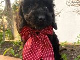 Micro Chipli Pasaportlu Toy Poodle Bebek Siyah İnci