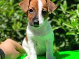 Kısa Bacak Jack Russel (Dişi&Erkek)