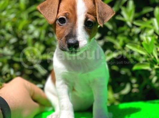 Kısa Bacak Jack Russel (Dişi&Erkek)