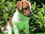 Kısa Bacak Jack Russel (Dişi&Erkek)