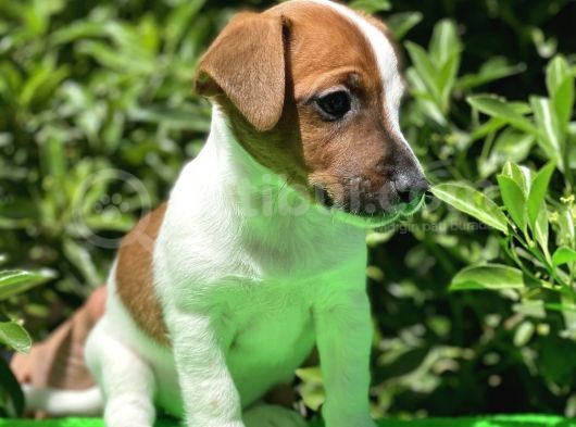 Kısa Bacak Jack Russel (Dişi&Erkek) görsel