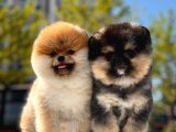 Boss ve Lora Teddybear Pomeranian Boo Yavrularımız