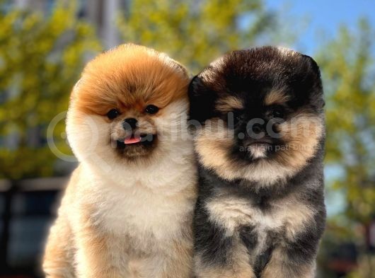 Boss Ve Lora Teddybear Pomeranian Boo Yavrularımız