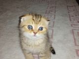 Scottish Fold Erkek Yavrumu Sahiplendiriyorum