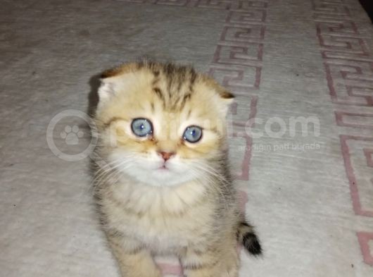 Scottish Fold Erkek Yavrumu Sahiplendiriyorum görsel