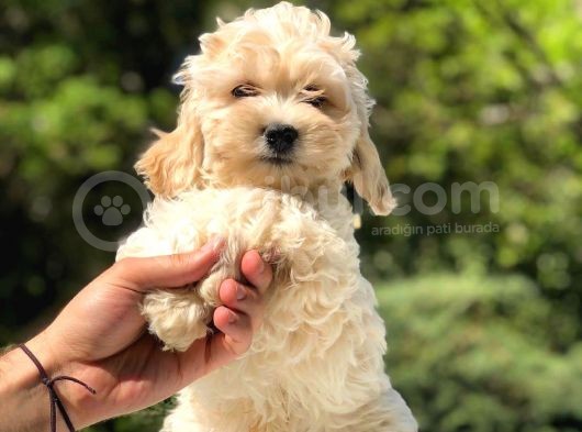 2.5 Aylık Erkek Ve Dişi Maltipoo Yavrular