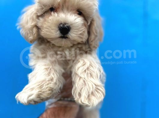 Güzeller Güzeli Maltipoo Kızımız :) görsel