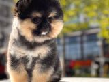 Boss Ve Lora Teddybear Pomeranian Boo Yavrularımız