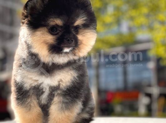 Boss Ve Lora Teddybear Pomeranian Boo Yavrularımız görsel