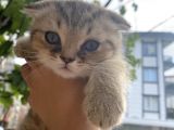 Scottish Fold Erkek Yavrumu Sahiplendiriyorum